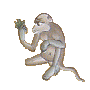 monkey